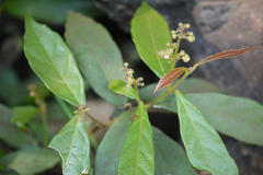 Mallotus aureopunctatus